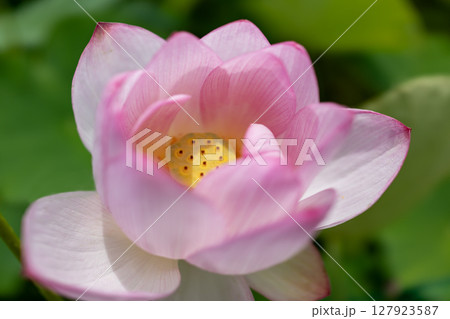 清浄なハスの花 清浄なハスの花 127923587