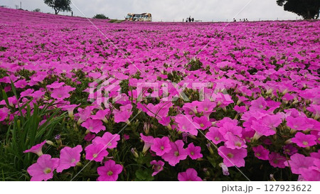 一面に広がるペチュニアの花畑 一面に広がるペチュニアの花畑 127923622