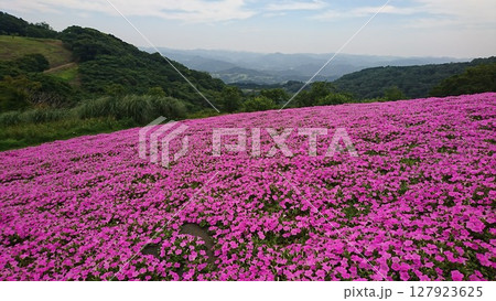 ペチュニアの丘 127923625