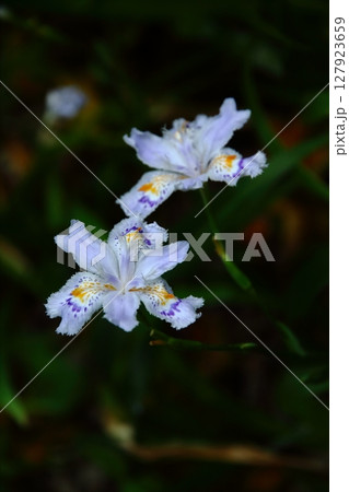 シャガの白い花 シャガの白い花 127923659