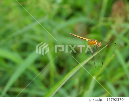 Scarlet Skimmer or Crimson Darter or Female Meadowhawk dragonfly on leaf with natural green background, Tropical insect in Thailand 127923704
