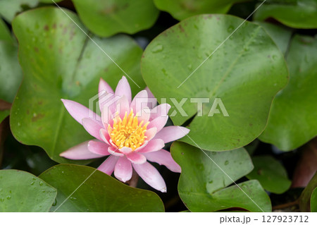 綺麗なピンク色のスイレンの花 綺麗なピンク色のスイレンの花 127923712