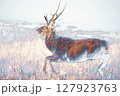”草原を走るエゾシカ”　イラストイメージ草原を走るエゾシカ 127923763