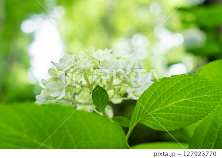 白い紫陽花 127923770