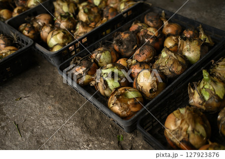 箱の中のタマネギの収穫 箱の中のタマネギの収穫 127923876