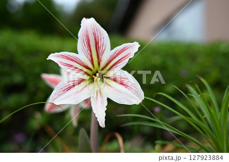 綺麗なユリの花 綺麗なユリの花 127923884