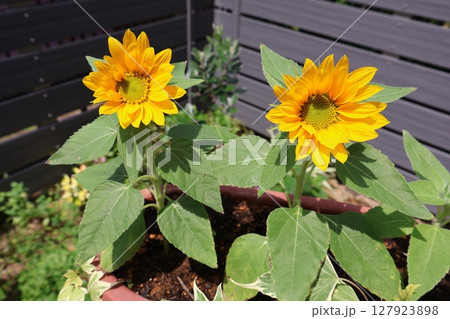 種から育てたミニヒマワリの花が咲いた 127923898