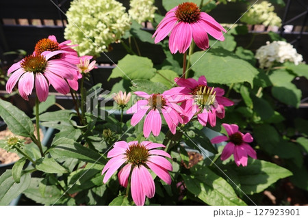 夏の花エキナセアとアナベル 127923901