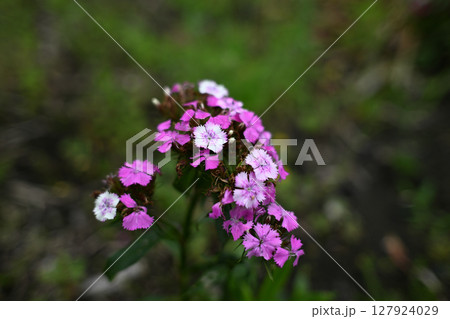 かわいいアメリカナデシコの花 127924029