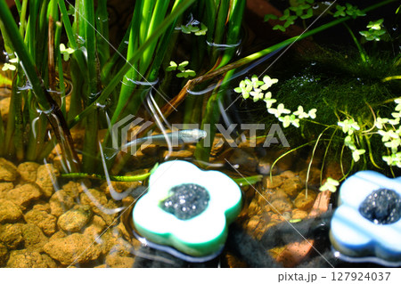 気持ちよく泳ぐメダカ 気持ちよく泳ぐメダカ 127924037