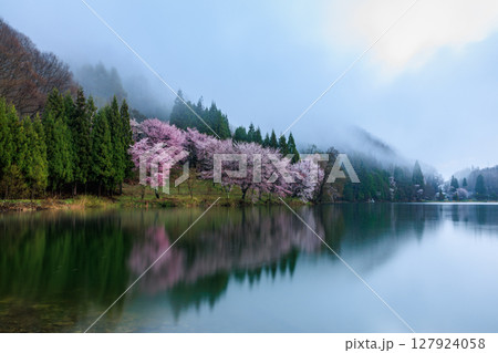 【長野県】湖面に写る中綱湖の満開の桜 127924058