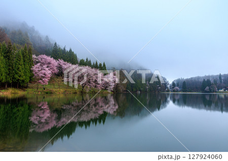 【長野県】湖面に写る中綱湖の満開の桜 127924060