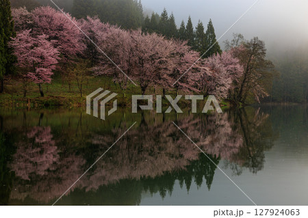 【長野県】湖面に写る中綱湖の満開の桜 【長野県】湖面に写る中綱湖の満開の桜 127924063