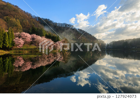 【長野県】湖面に写る中綱湖の満開の桜 【長野県】湖面に写る中綱湖の満開の桜 127924073