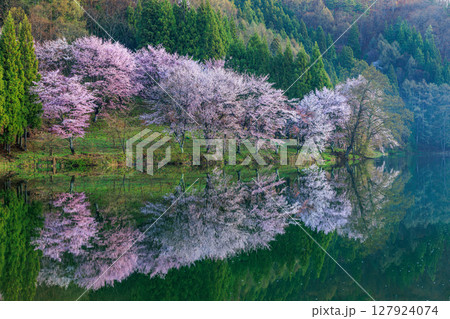 【長野県】湖面に写る中綱湖の満開の桜 127924074