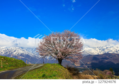 【長野県】白馬 北アルプスと満開の野平の一本桜 127924076