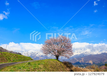 【長野県】白馬 北アルプスと満開の野平の一本桜 【長野県】白馬 北アルプスと満開の野平の一本桜 127924079