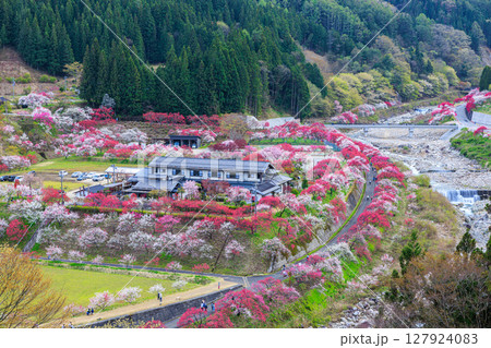 【長野県】阿智村『花桃の里』春爛漫 満開の花桃 127924083