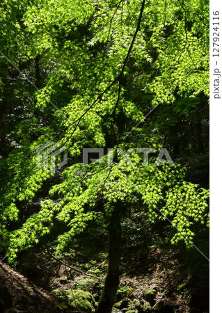 琴滝公園の新緑 127924116