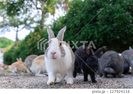 子分を連れて堂々と歩く大久野島のウサギ 127924118