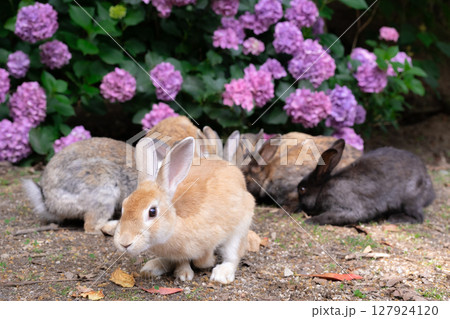アジサイの周りに集う大久野島のウサギ 127924120