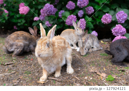 アジサイの周りに集う大久野島のウサギ 127924121