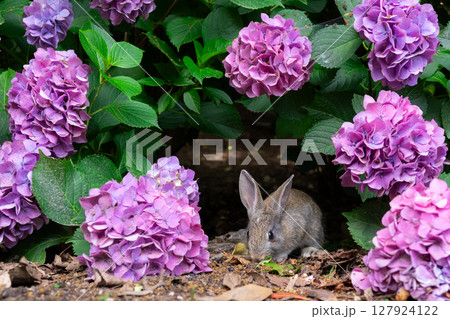 紫陽花トンネルから出てきた大久野島の子うさぎ 127924122