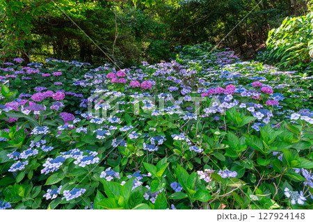 大久野島の紫陽花川 127924148