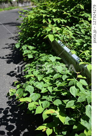 ガードレールをはみ出す植物 ガードレールをはみ出す植物 127924279