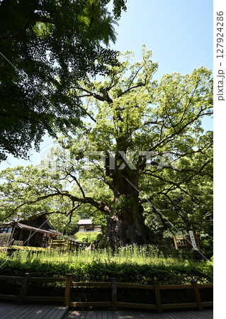巨大なクスの木 127924286