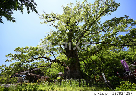蒲生八幡神社のクスノキ 127924287