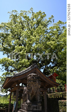 狛犬と蒲生八幡神社 狛犬と蒲生八幡神社 127924288