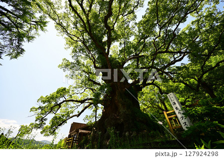 蒲生のクスの木 127924298