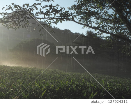 枝から垂れ下がる無数の糸（20250629053823） 127924311