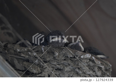 親ツバメを待つヒナ 親ツバメを待つヒナ 127924339