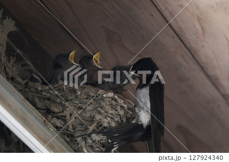 餌を食べる燕の雛 127924340
