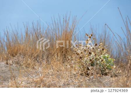Sunlit dried grass and wild plants on an arid soil patch,  Eryngium Maritimum 127924369