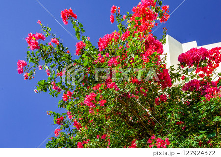 ココノエカズラ ココノエカズラ 127924372