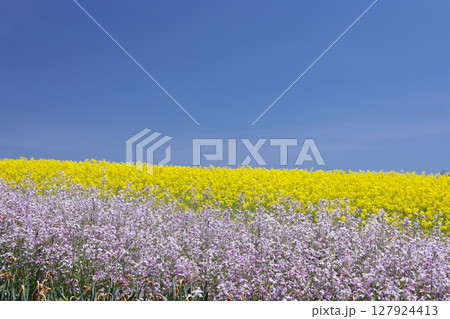 菜の花とムラサキハナナが咲く三ノ倉高原 菜の花とムラサキハナナが咲く三ノ倉高原 127924413