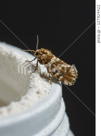 Moth exploring glass jar in pantry, food contamination risk Moth exploring glass jar in pantry, food contamination risk 127924422