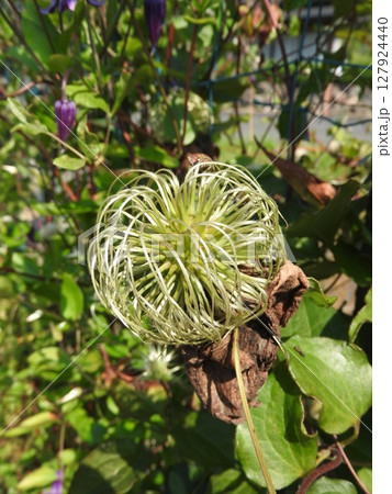 クレマチスの花後:綿毛になる前の状態 クレマチスの花後:綿毛になる前の状態 127924440