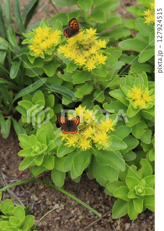 春の庭に咲く黄色いキリンソウの花の蜜を吸う2匹のベニシジミ 127924515