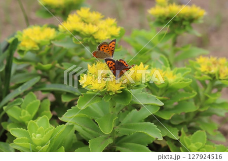 春の庭に咲く黄色いキリンソウの花の蜜を吸う2匹のベニシジミ 春の庭に咲く黄色いキリンソウの花の蜜を吸う2匹のベニシジミ 127924516