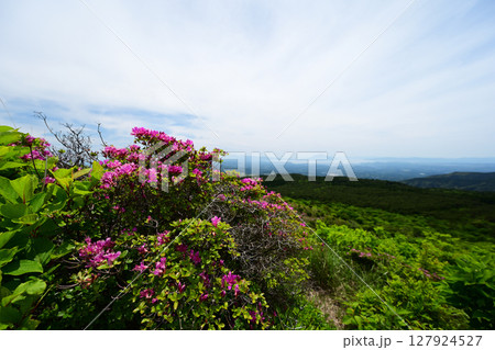 ミヤマキリシマが咲く山の風景 127924527