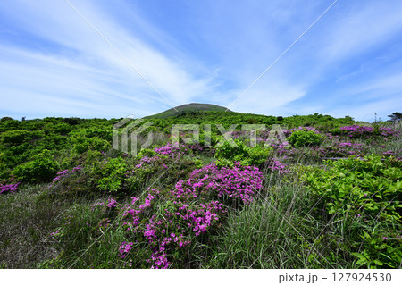 ミヤマキリシマの花と中岳の風景 127924530
