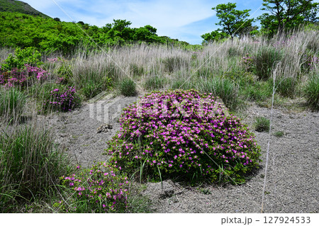 綺麗なミヤマキリシマ 127924533