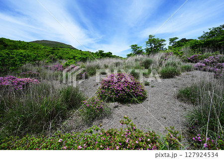 中岳に咲くミヤマキリシマのつつじ 中岳に咲くミヤマキリシマのつつじ 127924534