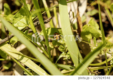 草叢の中で蠢くナナホシテントウムシの光景 草叢の中で蠢くナナホシテントウムシの光景 127924548