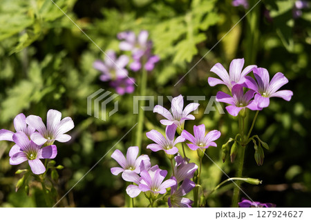 カタバミの花風景 127924627