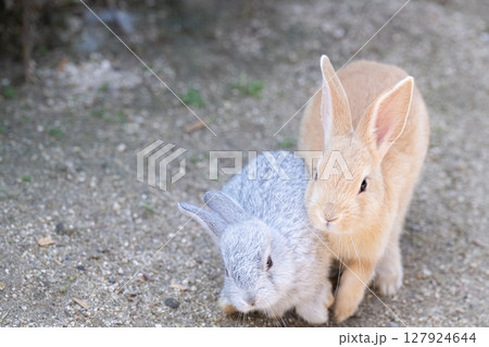 シルバー子ウサギとじゃれるお姉ちゃんウサギ シルバー子ウサギとじゃれるお姉ちゃんウサギ 127924644